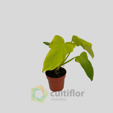 Philodendron Golden Violin