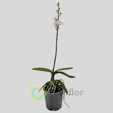 Doritis pulcherrima v. marmorata❗️ SIN FLOR ❗️