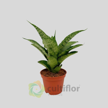 Sansevieria "Silver Hahnii"