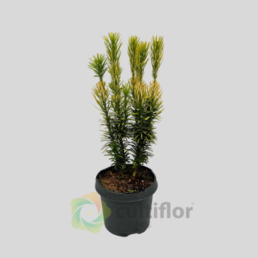 Cephalotaxus harringtonii - Korean Gold