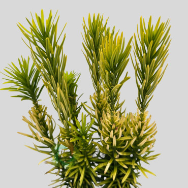 Cephalotaxus harringtonii - Korean Gold