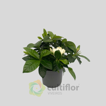 Gardenia jasminoides