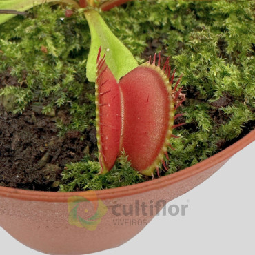 Dionaea muscipula