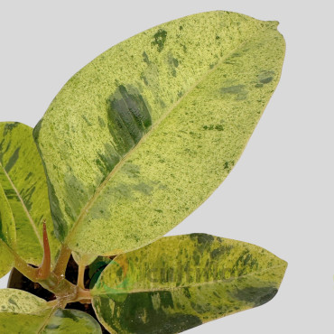 Ficus elastica - Shivereana variegata v9cm