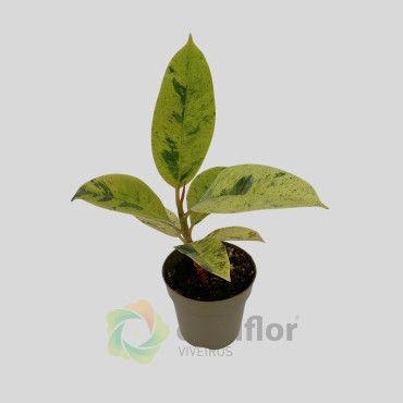 Ficus elastica - Shivereana variegata v9cm