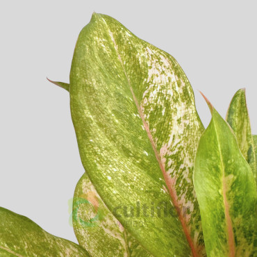 Aglaonema - Guave Pink