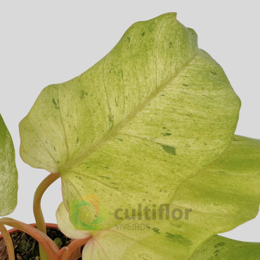 Philodendron "Snowdrift"