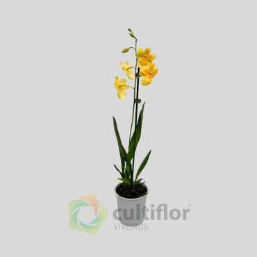 Burrageara - Nelly Isler Yellow