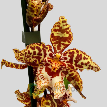 Vuylstekeara