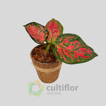 Aglaonema - Red Valentine