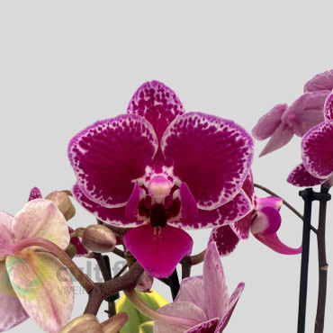 Phalaenopsis Variegata