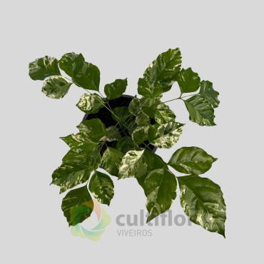 Radermarchera sinica variegata