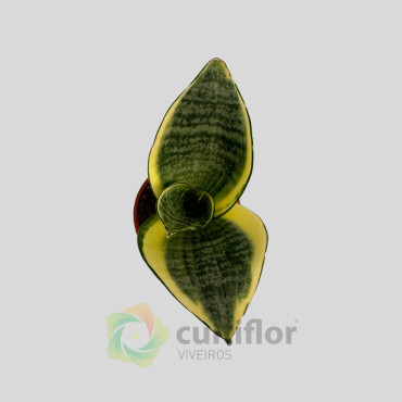 Sansevieria trifasciata Golden Hahnii