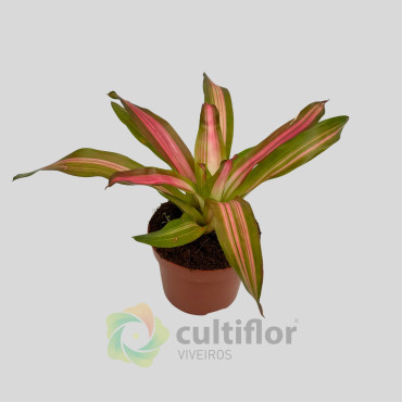 Neoregelia carolinae Tricolor