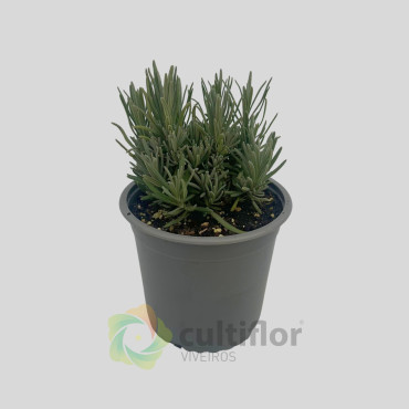 Lavandula angustifolia - Rosea