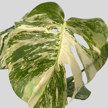 Monstera deliciosa Albo Variegata