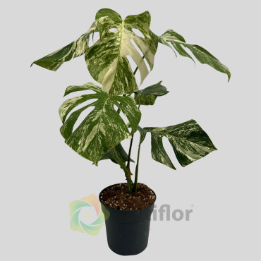 Monstera deliciosa Albo Variegata