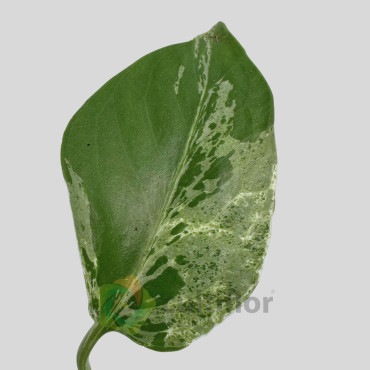 Monstera deliciosa - Bulbasaur