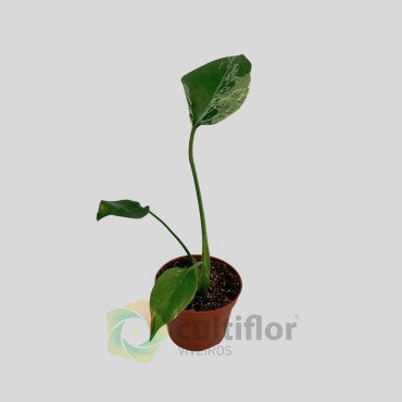 Monstera deliciosa - Bulbasaur