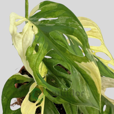 Monstera obliqua Leichtlinii variegata
