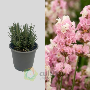 Lavandula angustifolia - Rosea