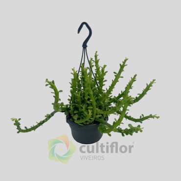 Euphorbia ellenbeckii