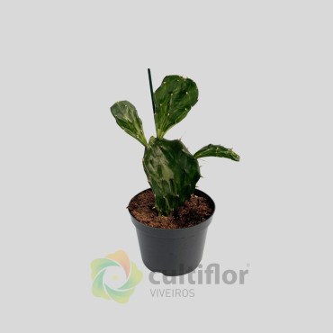 Opuntia jamaicensis 'Variegata Ghost'