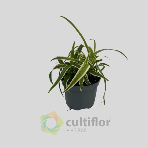 Chlorophytum comosum "Laxum"