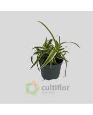 Chlorophytum comosum "Laxum"