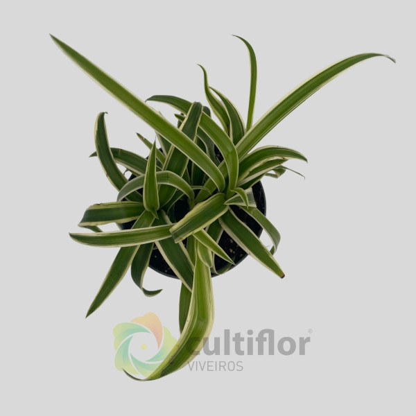 Chlorophytum comosum "Laxum"