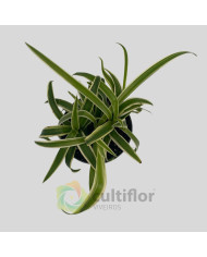 Chlorophytum comosum "Laxum"