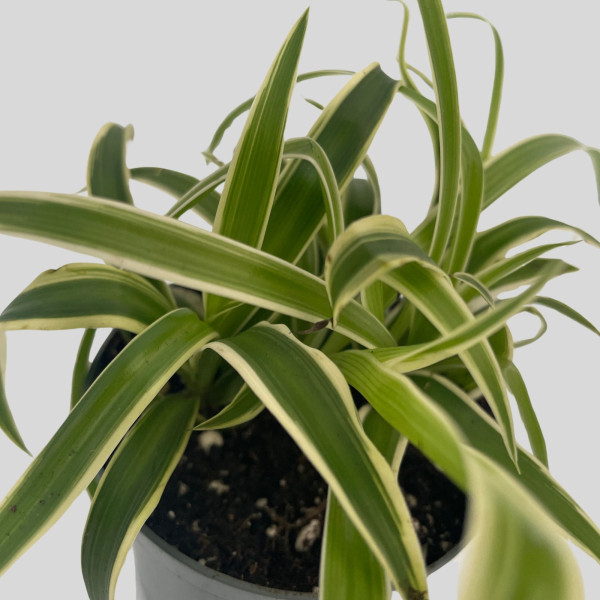 Chlorophytum comosum "Laxum"