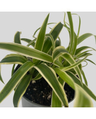 Chlorophytum comosum "Laxum"
