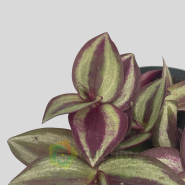 Tradescantia zebrina