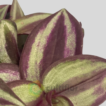 Tradescantia zebrina
