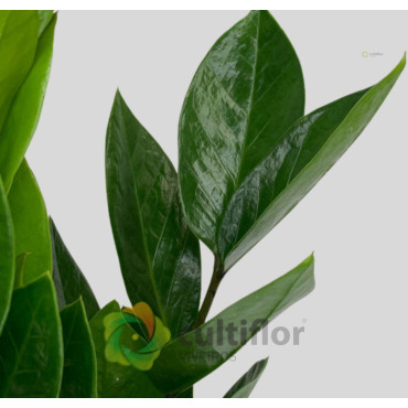 Zamioculca zamiifolia v12cm