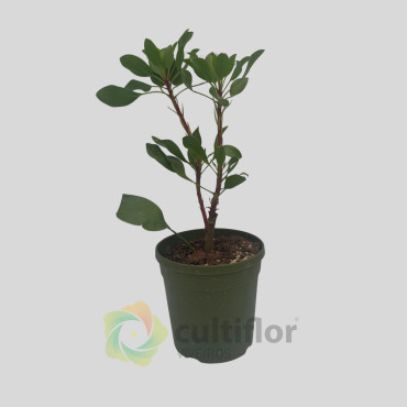 Protea "White King"