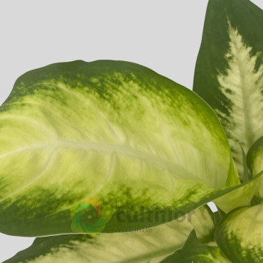 Dieffenbachia "Camilla" Baby