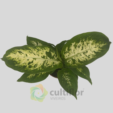 Dieffenbachia "Compacta" Baby