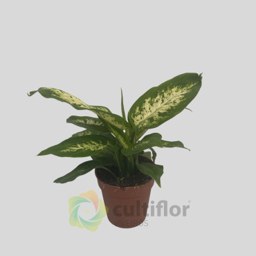 Dieffenbachia "Compacta" Baby