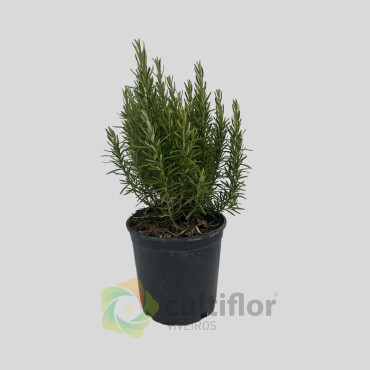Romero - Rosmarinus officinallis