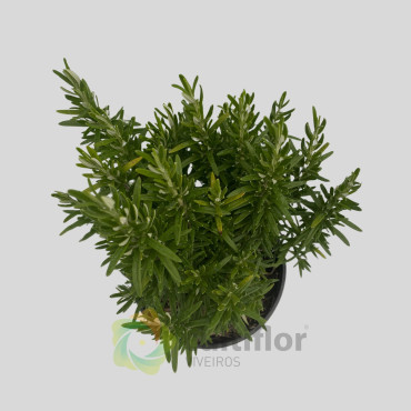 Romero - Rosmarinus officinallis