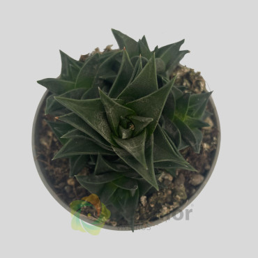Haworthia viscosa