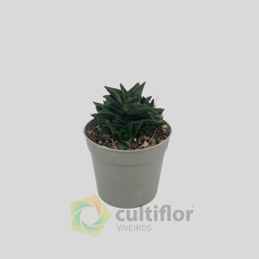 Haworthia viscosa