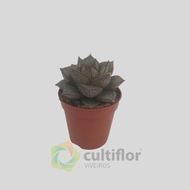 Echeveria purpusorum "Dionysos"