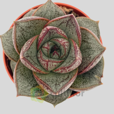 Echeveria purpusorum "Dionysos"