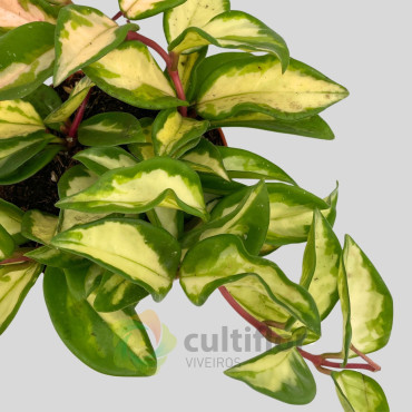 Hoya carnosa "Tricolor"