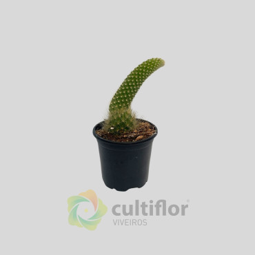 Cleistocactus winteri