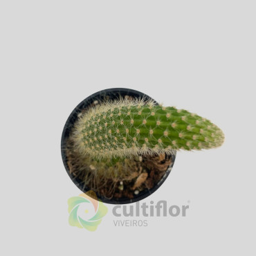 Cleistocactus winteri