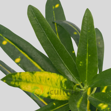 Codiaeum variegatum "Sunny Star" Baby